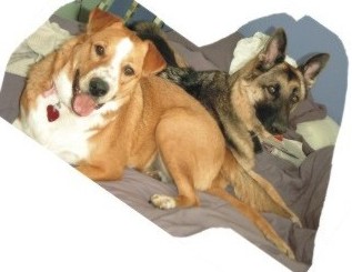 Chaussette and Hoku on bed