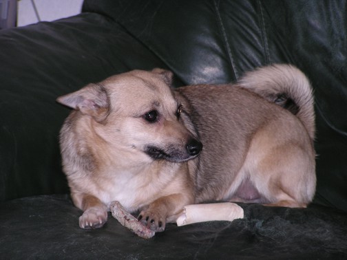 Missy on couch