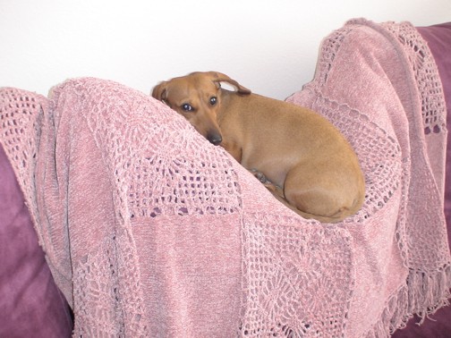 Daffnee relaxing on couch